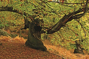 B_6_Paseos_por_los_bosques