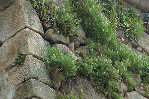 B_ZEPA_COLONIA_CERNICALOS_JARAIZ_DE_LA_VERA_05