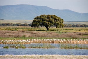 ZEPA Llanos De Zorita Y Embalse De Sierra Brava