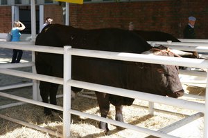 Feria Internacional Ganadera de Zafra